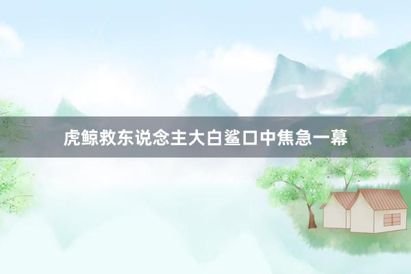 虎鲸救东说念主大白鲨口中焦急一幕